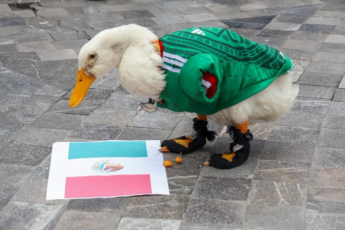 NachoRgz's tweet photo. Sin duda el Pato Merlin es la SENSACION del mundial y está convertido en la mascota no oficial del campeonato, no solo en Mexico sino a nivel mundial. El PEDO es que ya varias marcas nacionales se están robando la imagen de Merlin para hacer promoción y próximamente la FIFA va a intentar ROBÁRSELO. Así que ruego al @IMPI_Mexico y al gobierno de @Claudiashein busquen de manera urgente a los dueños del Pato y que los asesoren para registrar la Marca Comercial del Pato y les pongan abogados cuando vayan con los directivos no vayan a regalarselo por nada.