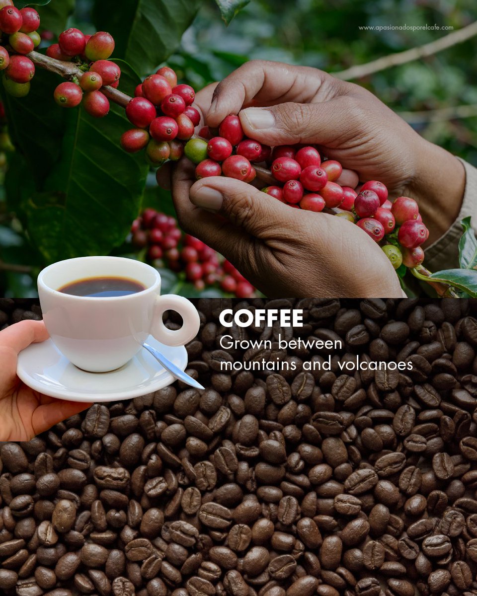 colombia_travel's tweet photo. What ingredient instantly reminds you of Colombia? 👀🇨🇴✨​
Coffee, cacao, tropical fruits, potatoes, sugar cane… #TheCountryOfBeauty tastes different in every region. https://t.co/kp5W3hxUGA