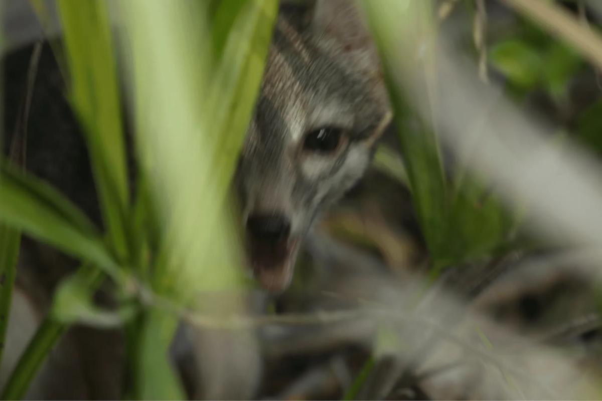 nypost's tweet photo. Adorable dwarf fox thought extinct for 20 years photographed for the first time https://t.co/NBw3qt0FeE https://t.co/TYDXAAye7p