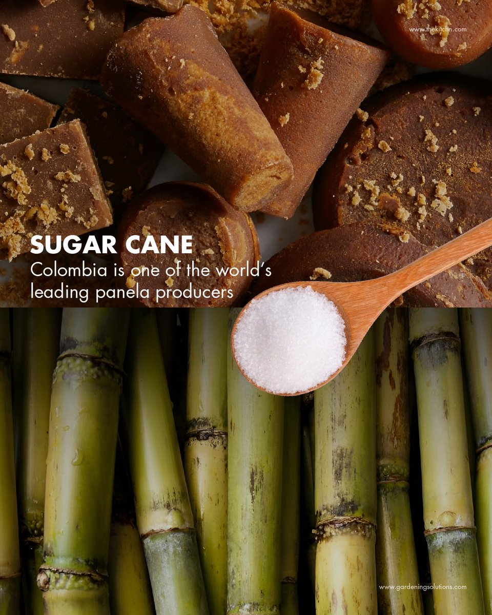 colombia_travel's tweet photo. What ingredient instantly reminds you of Colombia? 👀🇨🇴✨​
Coffee, cacao, tropical fruits, potatoes, sugar cane… #TheCountryOfBeauty tastes different in every region. https://t.co/kp5W3hxUGA