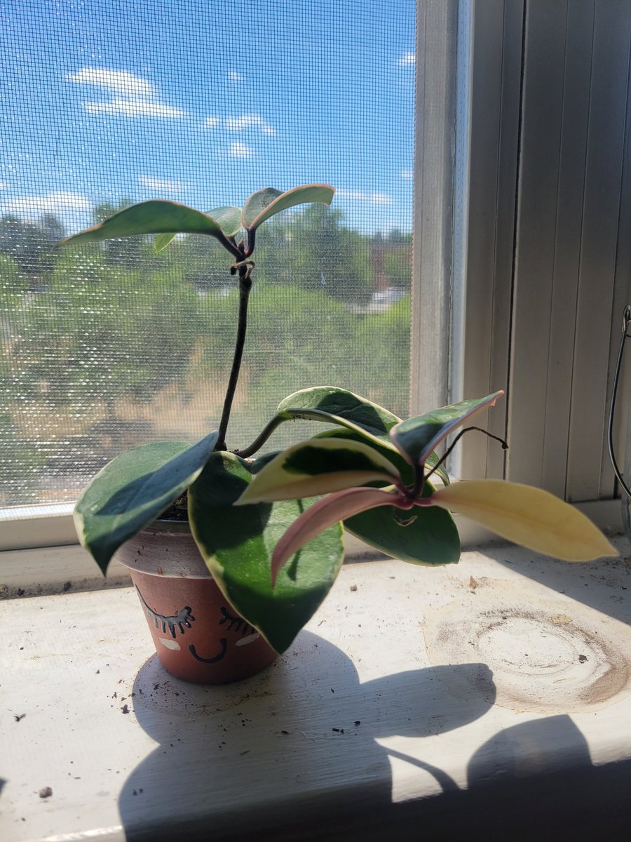 cisblooded's tweet photo. ignore messy windowsill it's where plants live!! but this hoya has done so well in three months...she keeps putting out fully variegated leaves! https://t.co/yIKzdws7M1
