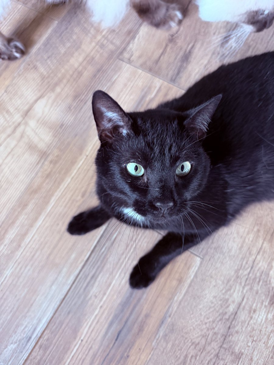 firebug0000000's tweet photo. if yall could be so kind to give them nose boops now https://t.co/QGMUWc4aIP
