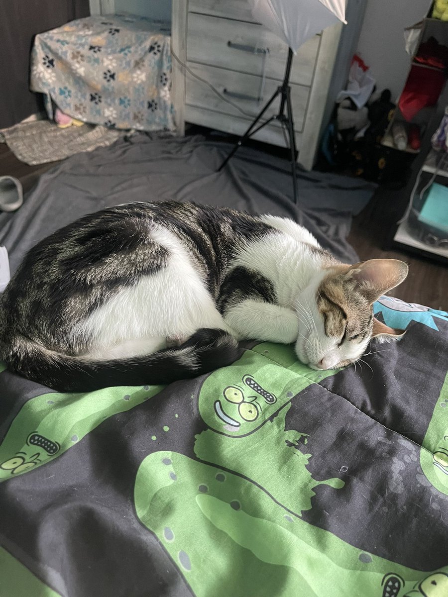 sinbarks's tweet photo. Coco https://t.co/iyBYnxC0g8