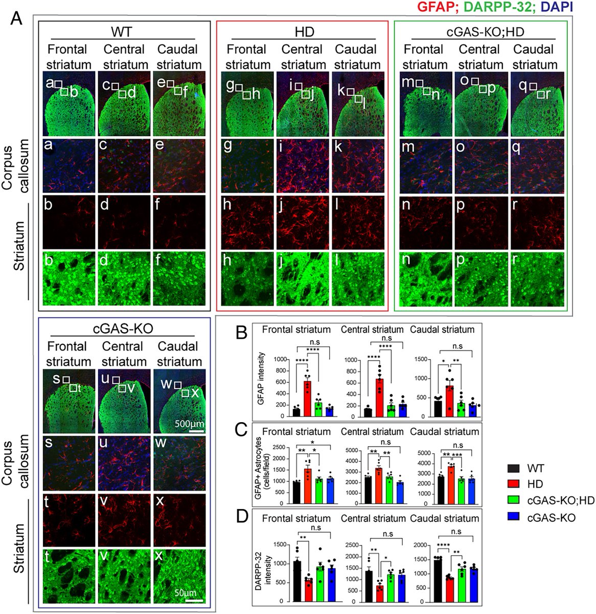 LukensJohnR's tweet photo. Targeting the cGAS–STING pathway mitigates Huntington disease pathogenesis in a knock-in mouse model | PNAS https://t.co/88UsBhI5Pz https://t.co/kIOCsUrahN