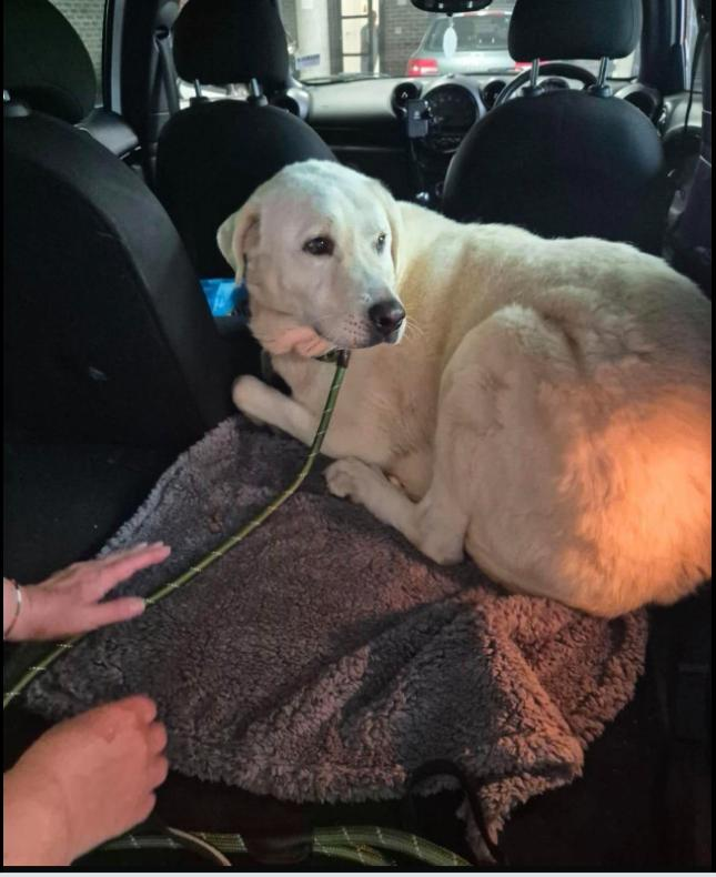 millypod1's tweet photo. 🆘16 JUNE 2026 #Lost Leon #ScanMe
Labrador Retriever Male. New Foreign Rescue 
Fleet Services Southbound #M3 Motorway 
#Fleet #Hampshire #GU51
https://t.co/iNhTIaTHCn https://t.co/gobCZX8YVT