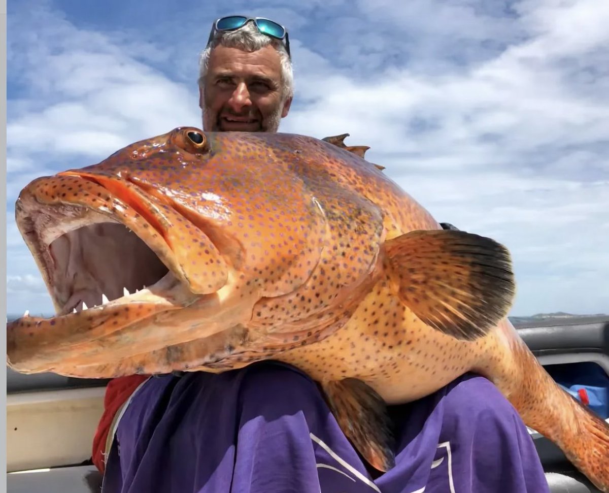 WFN's tweet photo. "Ancient reefs. Untamed coastlines. Monster fish." - @gofishmagsa 

#TheReelLife https://t.co/JWrZsvdhtA