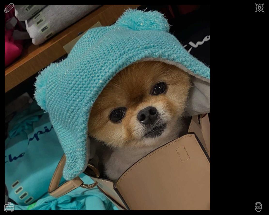 Lifeasnekk's tweet photo. That night, Buddy slept in Lily's bed, curling up next to her and snuggling closer each time the thunder rolled to find comfort in her presence. https://t.co/11dd5DQrcM