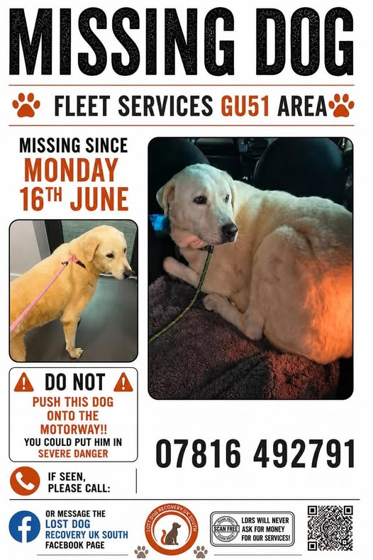 millypod1's tweet photo. 🆘16 JUNE 2026 #Lost Leon #ScanMe
Labrador Retriever Male. New Foreign Rescue 
Fleet Services Southbound #M3 Motorway 
#Fleet #Hampshire #GU51
https://t.co/iNhTIaTHCn https://t.co/gobCZX8YVT