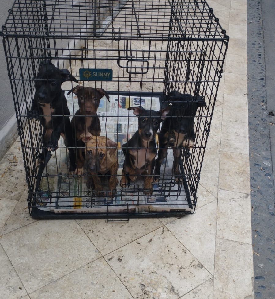 Alina_Gag's tweet photo. Una queridísima amiga nos hizo el enorme favor de recibirlos para que no estén en la calle y no corran peligro

La siguiente semana les hago su sesión de fotos para encontrarles familias hermosas https://t.co/9IqnLd4tSH