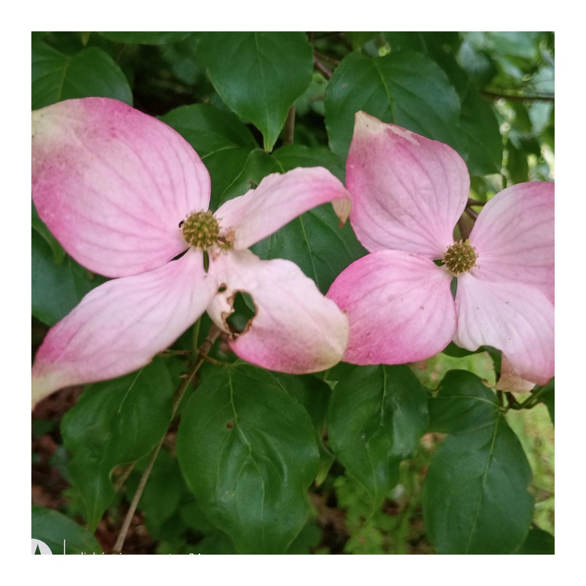ThiChaplain's tweet photo. Deux clichés pris hier à #Carhaix. C'est un #cornouiller en #floraison. #photographie #photography #flore https://t.co/Jfav9YjAGN