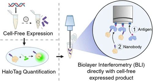 O_Borkowski's tweet photo. Rapid Affinity Characterization of Cell-Free Expressed Nanobodies Directly in Lysate with Biolayer Interferometry via Antigen-Immobilized Biosensors
https://t.co/NOQSEXfi2C https://t.co/sDpZmWKZlS