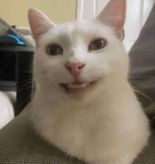catslopsol's tweet photo. @poop_poup Invest in my digital cat coin https://t.co/vDKMLNJ46v