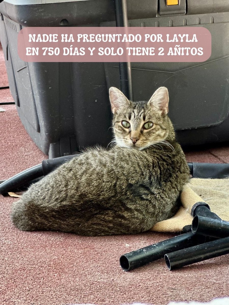 H_Limoneros's tweet photo. Layla todavía es una gatita tímida ya que nació en un terreno y no había tenido contacto con los humanos hasta que la atrapamos🥺es miedosa pero con tiempo se dejará apapachar, convive con otros gatos y lo único que necesita es tiempo y paciencia para que pueda confiar, no es su culpa el haber nacido en la calle, lo único que necesita es tiempo y amor🥰es hermana de Martina, pueden verla en la publicación que sigue de esta.
-Protocolo: Esterilizada / Vacunada / Desparasitada

👉🏼Adopten gatitos atigrados🩶no los rechacen por su color

🔺Si te interesa adoptarla por favor llena el formulario👉🏼https://t.co/5erVc43SsU 🙏🏼y si te interesa darle hogar temporal hasta que le encontremos una familia mándame mensaje👉🏼 https://t.co/fnHYT3mDb6
