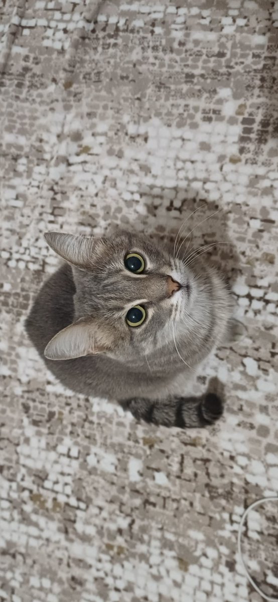 hzmiloo's tweet photo. Dinle beni küçük kedi.. https://t.co/RaiEcEDBcX