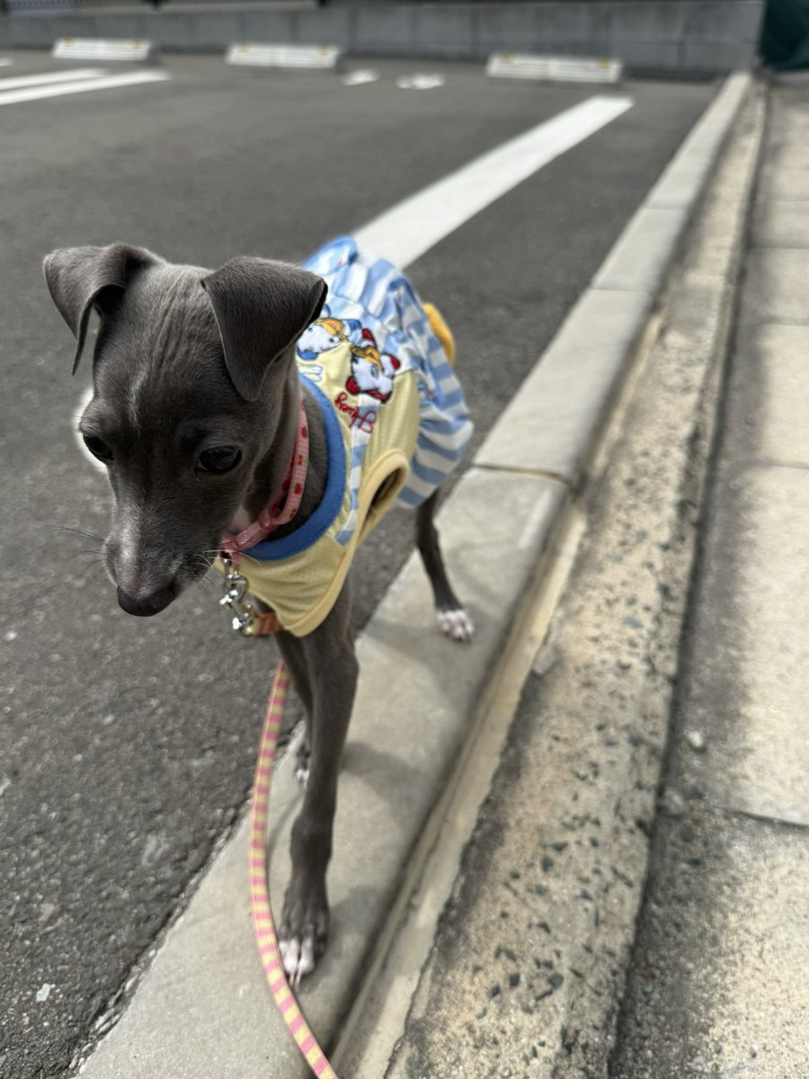 rizeeepyo's tweet photo. 最近の犬可愛過ぎて泣けんだ https://t.co/Fvy6mvNIyj