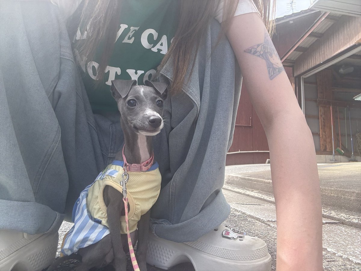 rizeeepyo's tweet photo. 最近の犬可愛過ぎて泣けんだ https://t.co/Fvy6mvNIyj