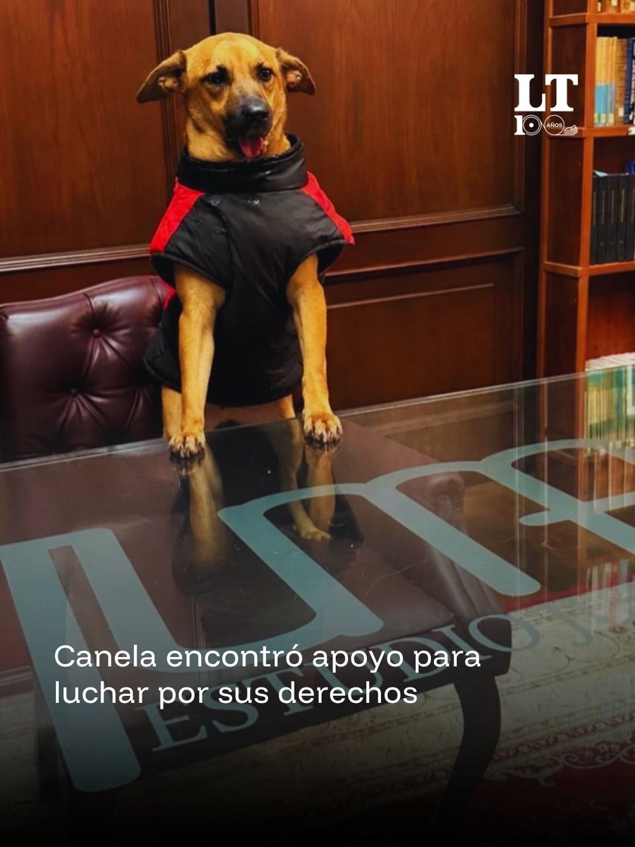 TribunaParaguay's tweet photo. 🐾❤️‍🩹 ¡Canela alzó su voz para hacer valer sus derechos! 

⚖️🐶En busca de justicia y protección, acudió al estudio jurídico del Dr. Tuma para poner su caso en manos de profesionales comprometidos con la defensa de los animales. 

❤️‍🩹🐾Porque ningún ser sintiente merece que sus derechos sean pisoteados.  Canela depositó su confianza en el equipo jurídico Tuma y hoy recibe el respaldo necesario para seguir adelante. 

👏 Desde @olfateandohuellas, agradecieron al equipo por acompañar esta causa y demostrar que la defensa de los animales también es una lucha por la justicia, el respeto y la empatía.

#LaTribuna #LaTribunaParaguay