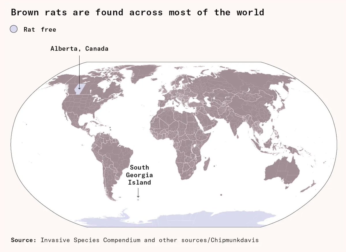 deenamousa's tweet photo. Rats are virtually everywhere humans live. Except for Alberta, Canada. Most residents there have never even seen one. How did they eliminate a pest we take as a fact of life?

By waging war. https://t.co/kweYULv4rt