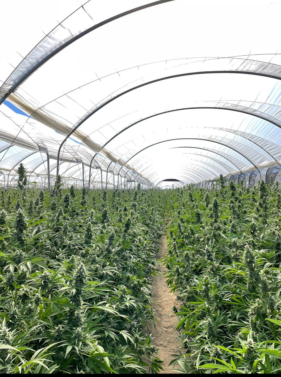 wizardnegus's tweet photo. @V_arrell Bro those plants are a foot tall… we’re yielding 3x u guys per acre for biomass. https://t.co/eyxjiBKFzs