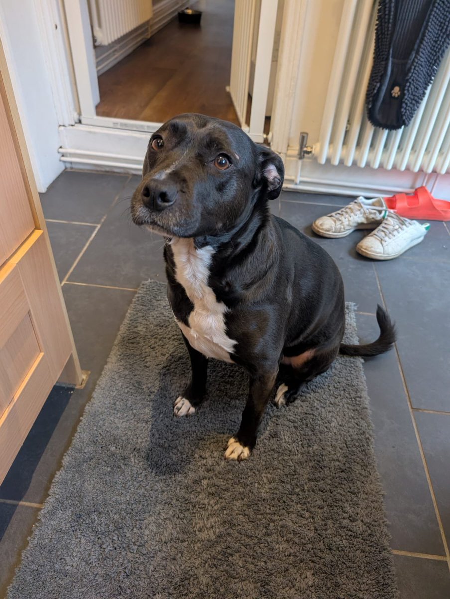 millypod1's tweet photo. 🆘16 JUNE 2026 #Lost Bonnie #ScanMe
NERVOUS Staffordshire Bull Terrier Cross Female
Coldbath Road #Billesley #Birmingham #WestMidlands #B13
https://t.co/ZHxkbKci92 https://t.co/YJXIwf33zA