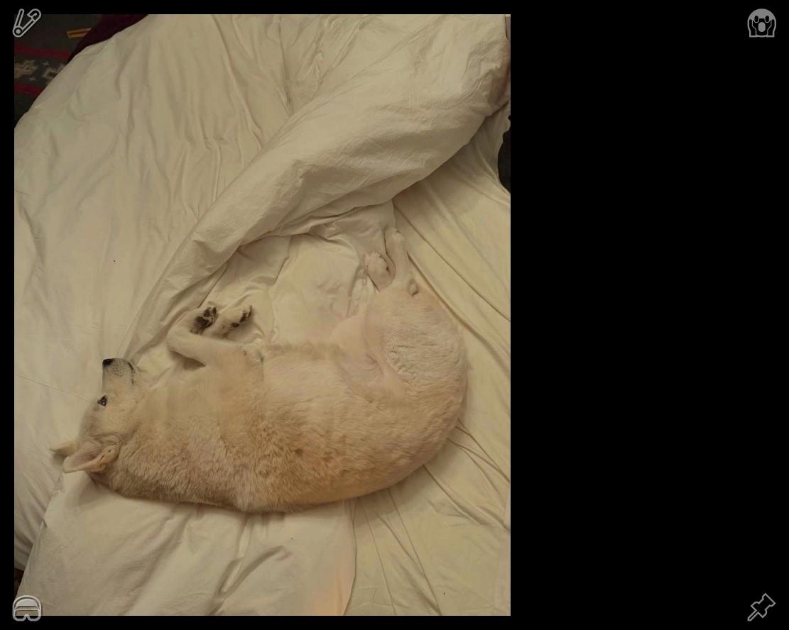 syn___srn's tweet photo. Puppies' fluffy hair floats gently in the sunlight, exuding a warm texture. Stroking their soft fur instantly relieves fatigue and soothes trivial, irritable emotions. https://t.co/owyLWcwkMZ