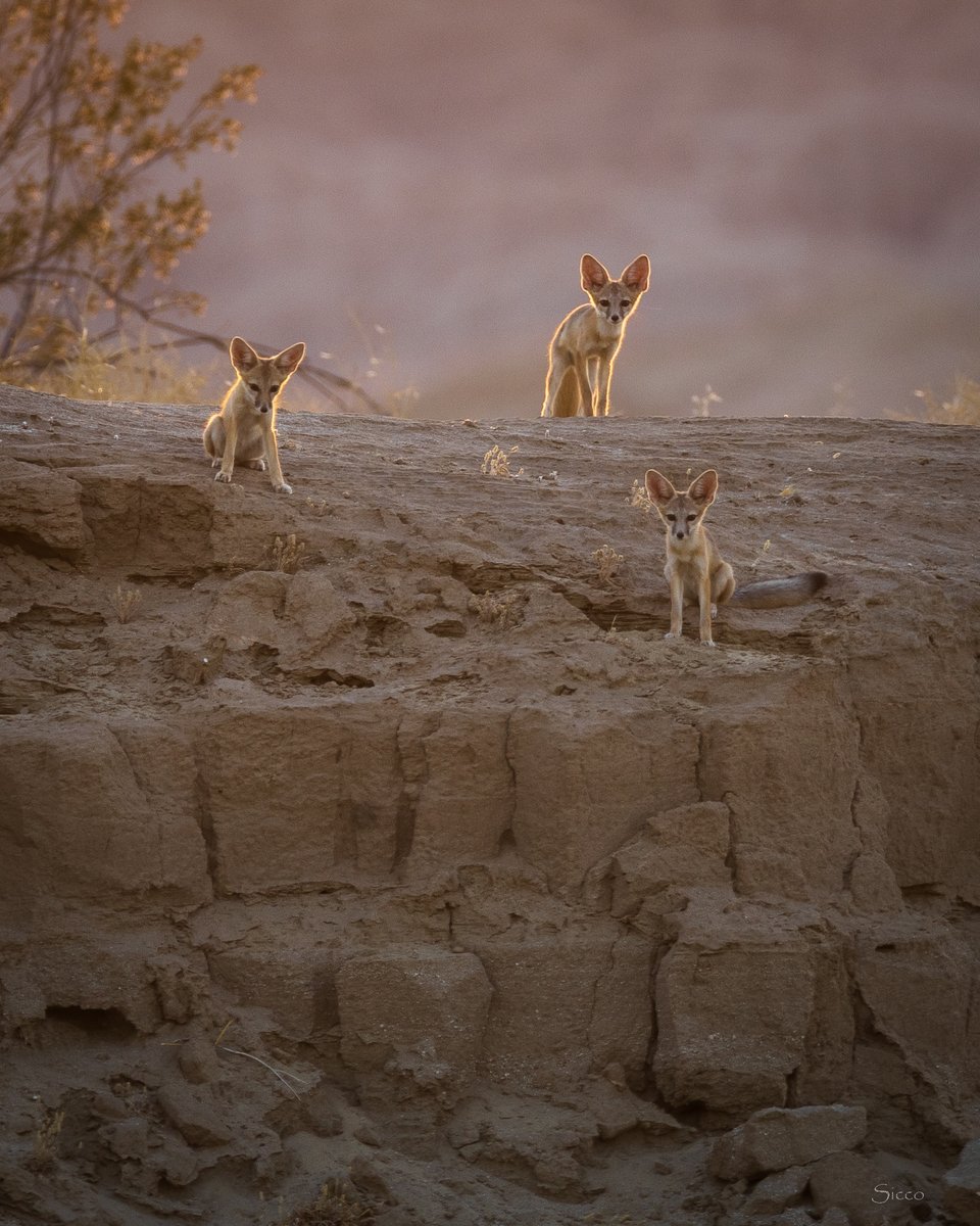AnzaBResearch's tweet photo. Checking in with the "kits" at about 6 am on 6-16-26 (Photo: Sicco Rood). https://t.co/wfHZEOYE5D
