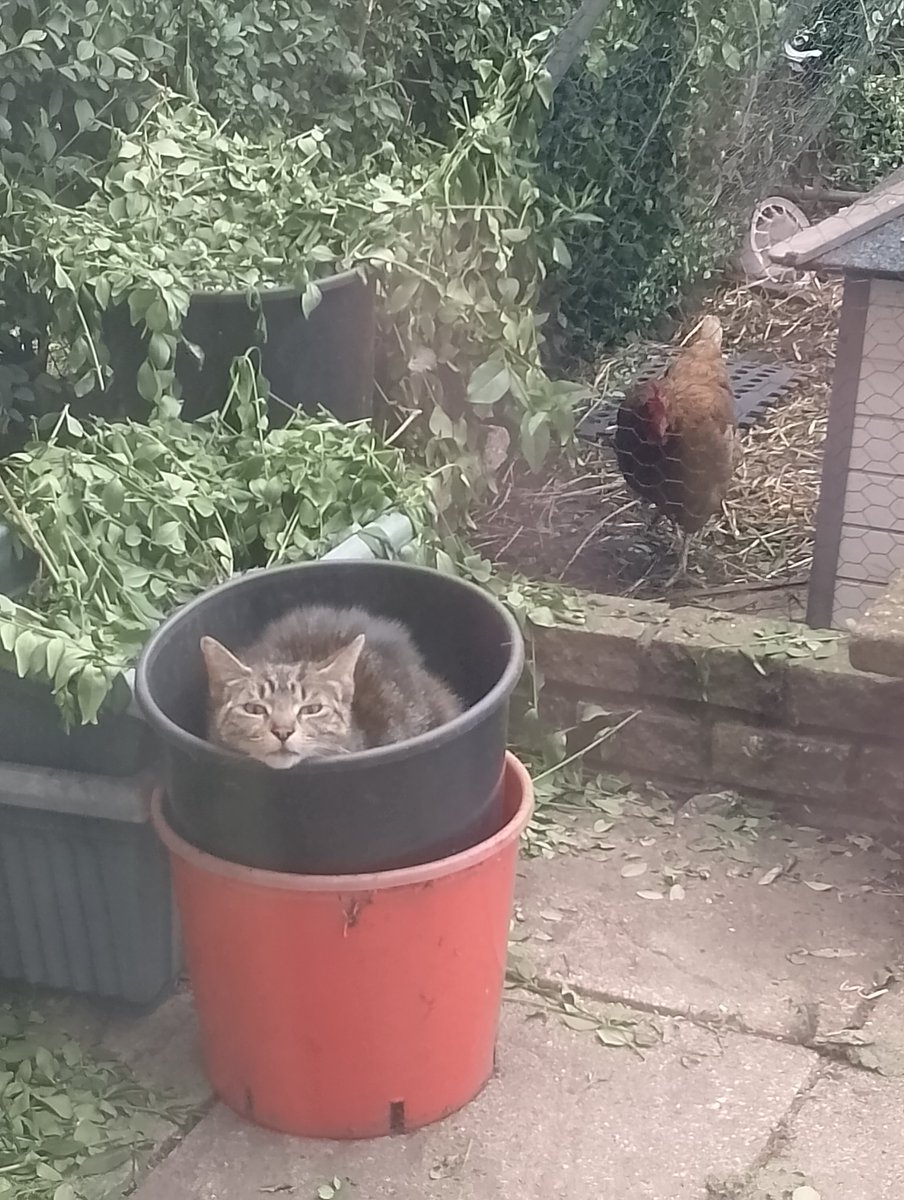 hcpsafc's tweet photo. My #cat is a nutter 😂🥰 https://t.co/5R4ZWZLldP