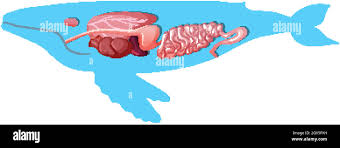 ElleyEssence's tweet photo. @DrMusaMthombeni O nale sebete sa sperm whale. https://t.co/iQA526hqtR