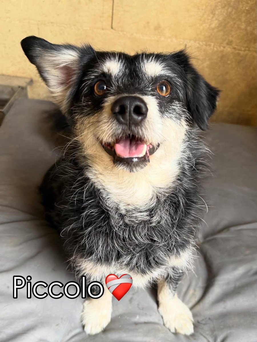 FiorellaArcodi1's tweet photo. Piccolo ❤️‍🩹

9 anni, taglia piccola.

La sua mamma umana non c’è più.
I suoi compagni hanno trovato una famiglia.

Lui no.

Abituato alla vita in casa, aspetta ancora qualcuno che gli dica:

“Vieni, il tuo posto è sul mio divano.” 🏡❤️

#AdozioneDelCuore https://t.co/u8nrTW7dY7