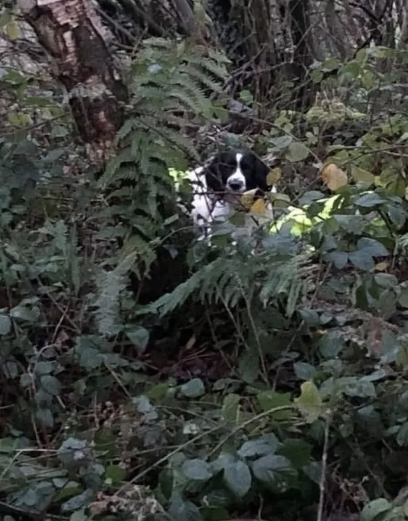 Puppieslover's tweet photo. After a dog went missing, the owner was advised to leave an item of clothing where the dog was last seen. Despite hours of searching, there was no sign of the pet. The next morning, the dog was found sitting calmly on the coat, having returned to the familiar scent. https://t.co/7PfJW2aMsi