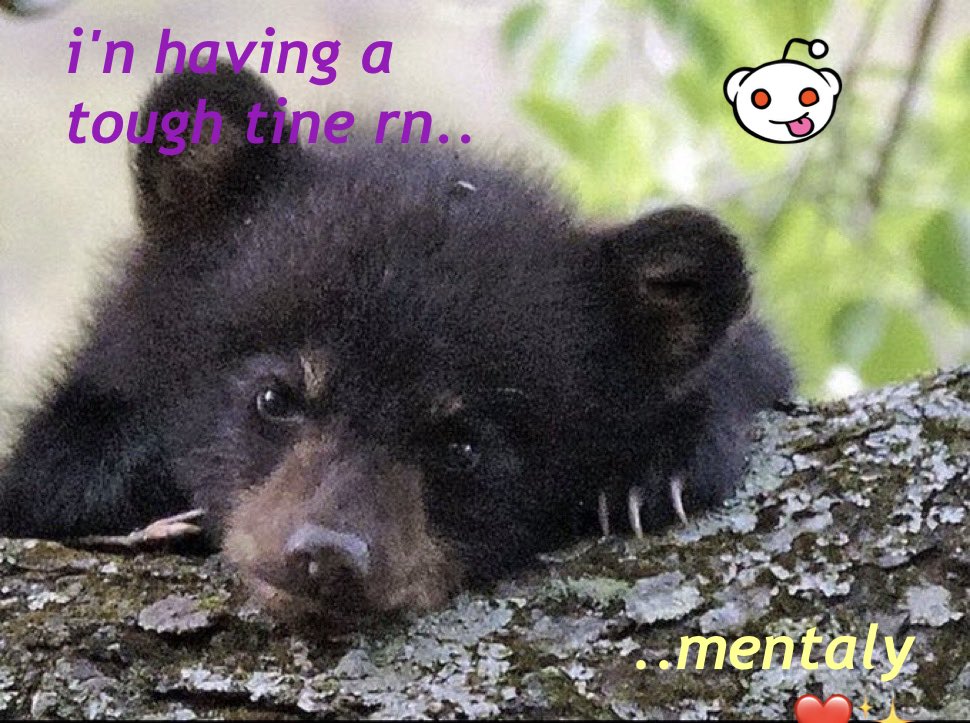 Bear tweet media
