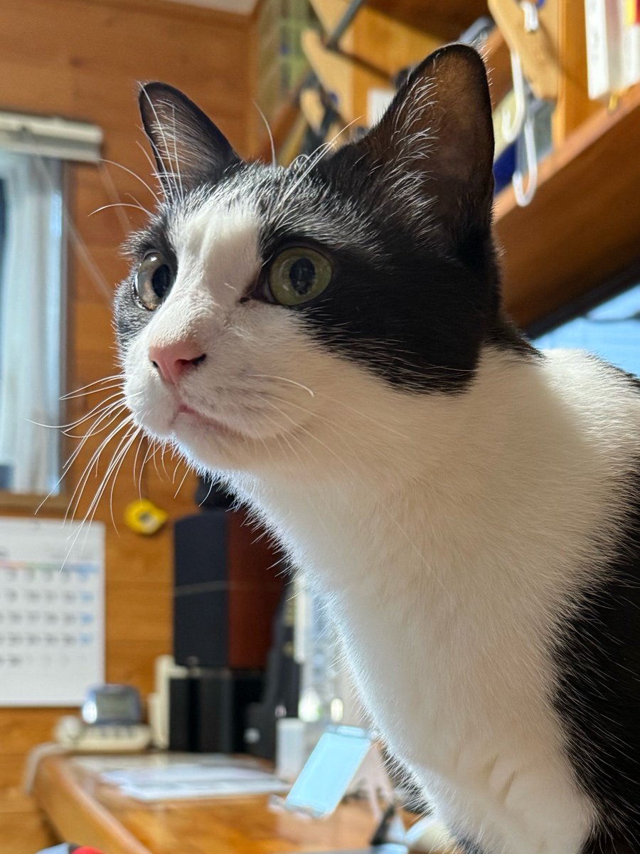 uga0055's tweet photo. おはようございモフ ₍^. " .^₎⟆
🤍素敵なモフモフ曜日を https://t.co/TqxR9Zijpa