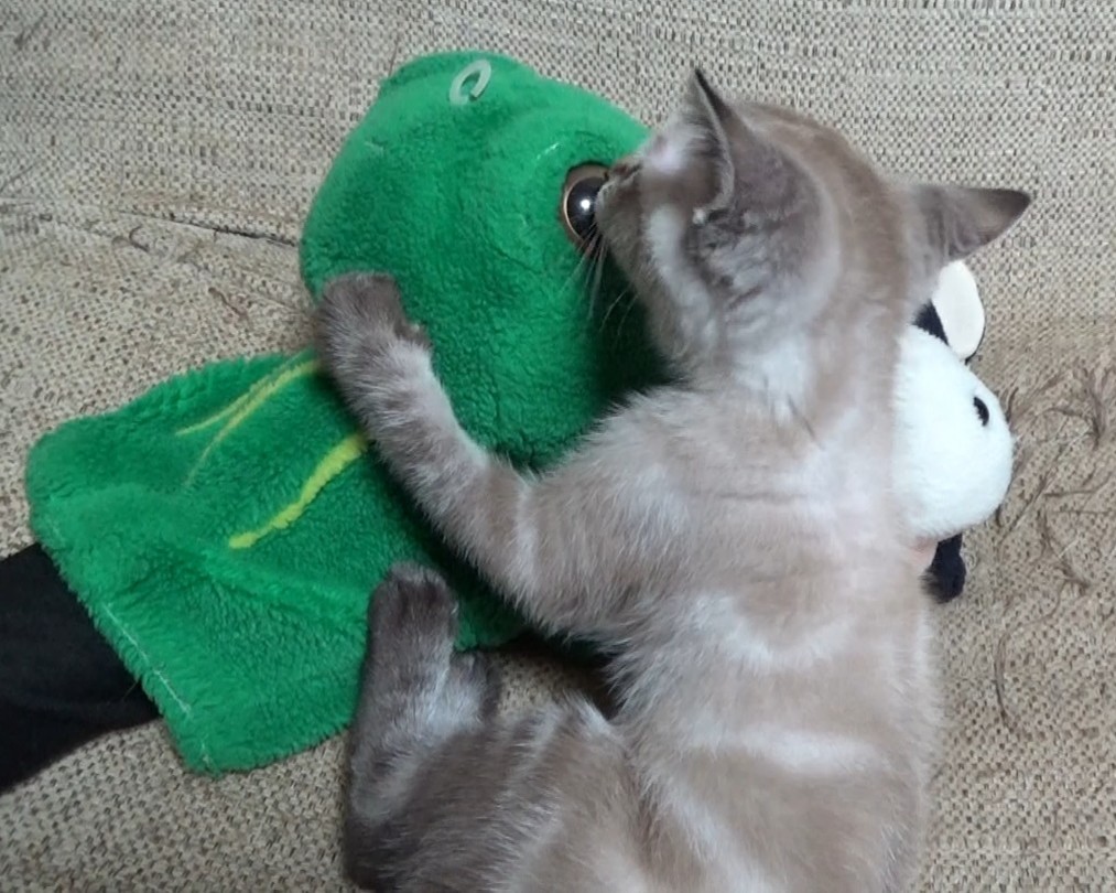 papeushikaeru's tweet photo. 子猫に眼球をなめられるカエルくん https://t.co/zVNvQtLihH