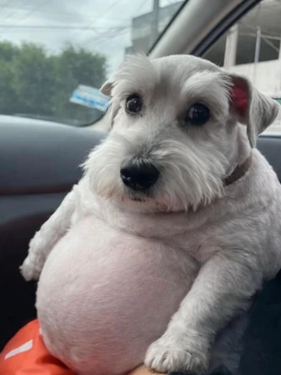 EL PERRO GAMER VE tweet media