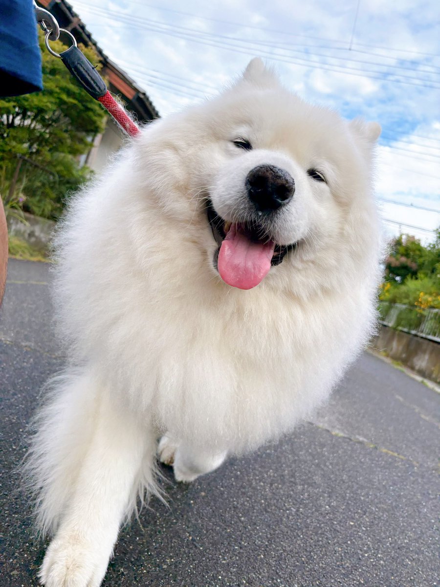 サモエドのサニー tweet media
