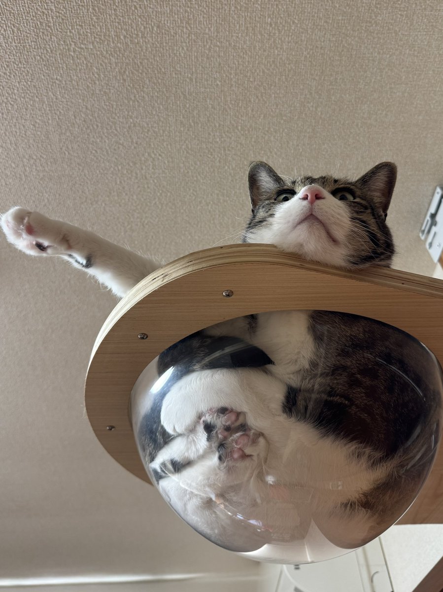 ぎんねこページ ぎんのねこ (@ginnonekoch) / Posts / X