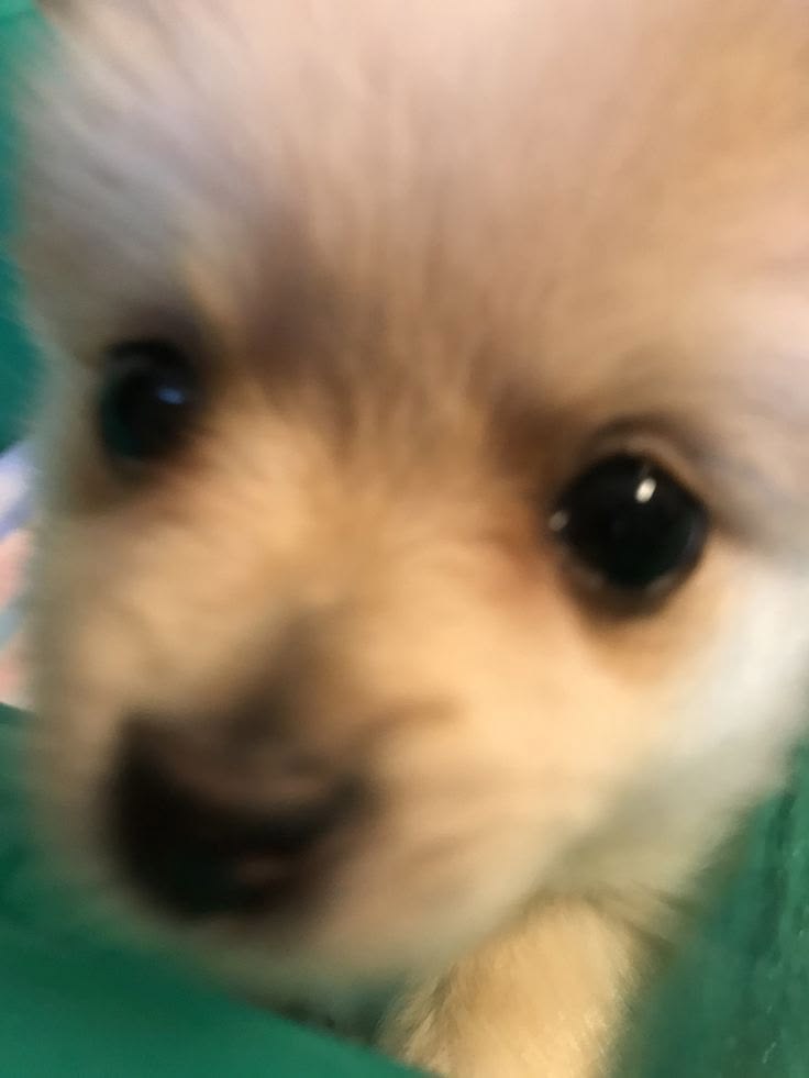 retweetanimalss's tweet photo. https://t.co/mfyhPabAvz