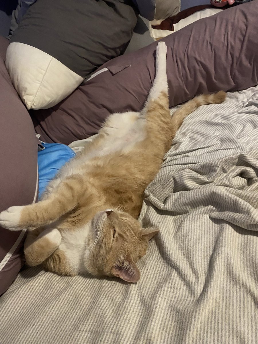 orangekittybutt's tweet photo. https://t.co/DGBRRysf8b