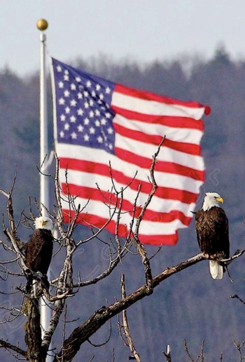 atensnut's tweet photo. When people display and support this flag… you Automatically know who they voted for.  🇺🇸🇺🇸🇺🇸🇺🇸 https://t.co/W1ZxNEnadr