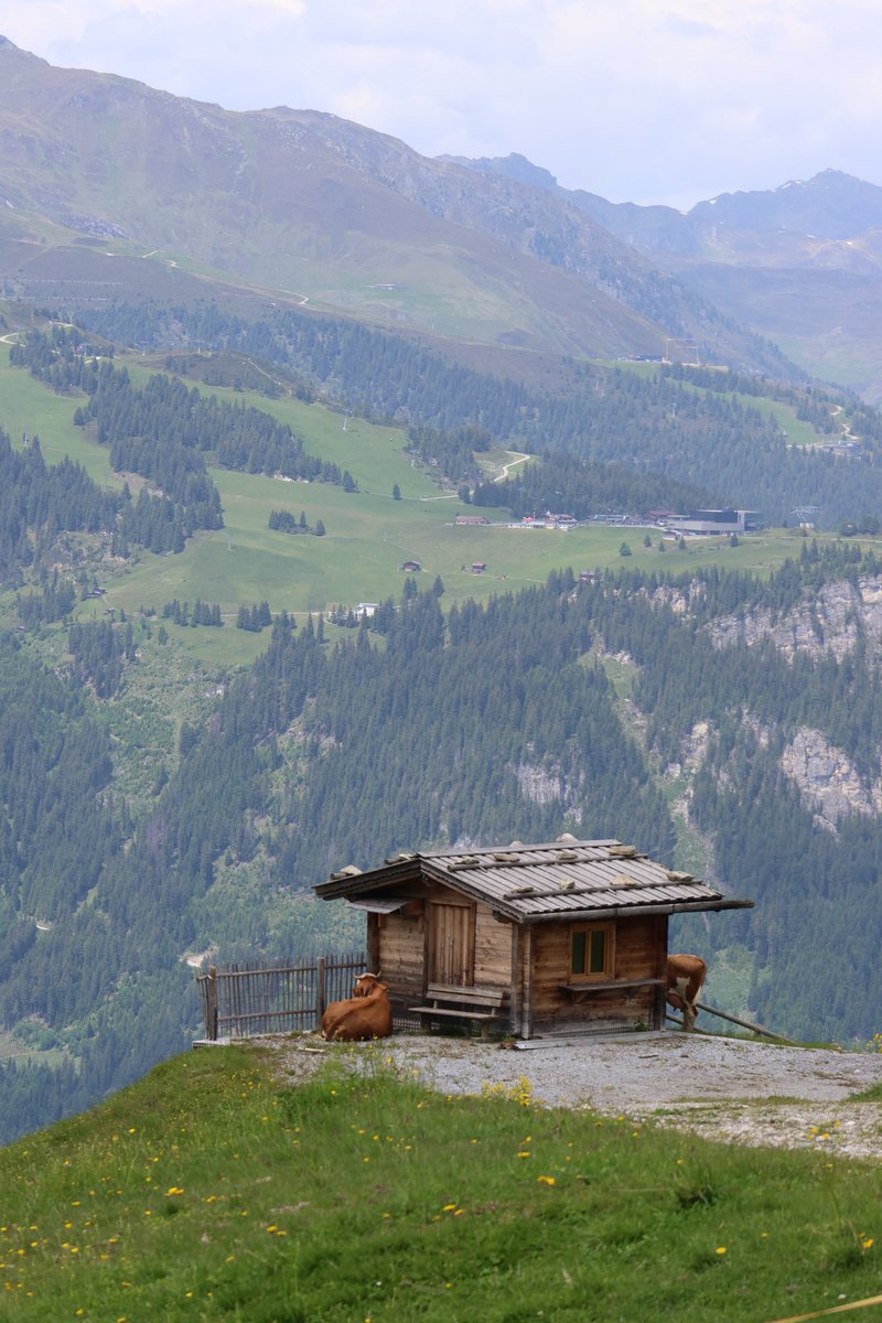 AssieSteen's tweet photo. Ahornbaan, Zillertal.
Roofvogelshow op de berg 🏞️💚🥰 https://t.co/tYATO0HJCR
