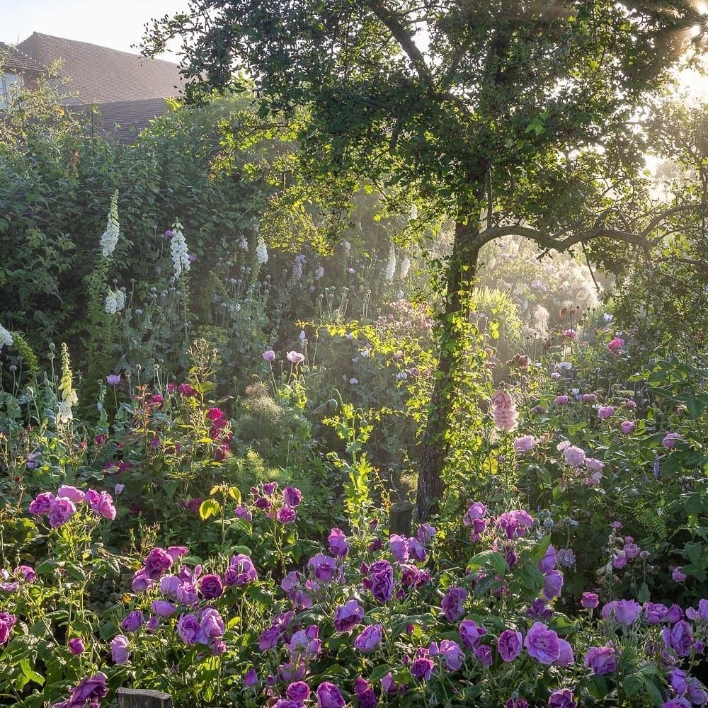 aestheticpost's tweet photo. Where the flowers conspired with the sun and turned everything into quiet magic. https://t.co/xf7awhxSeb