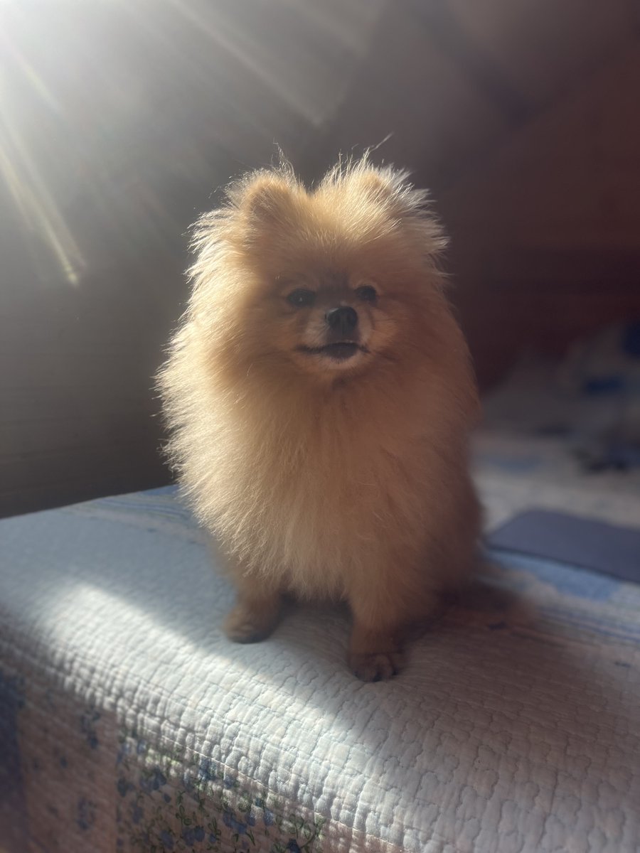 Chandra1937557's tweet photo. My best friend: soft and clever dog. https://t.co/nYGvpxXWP6