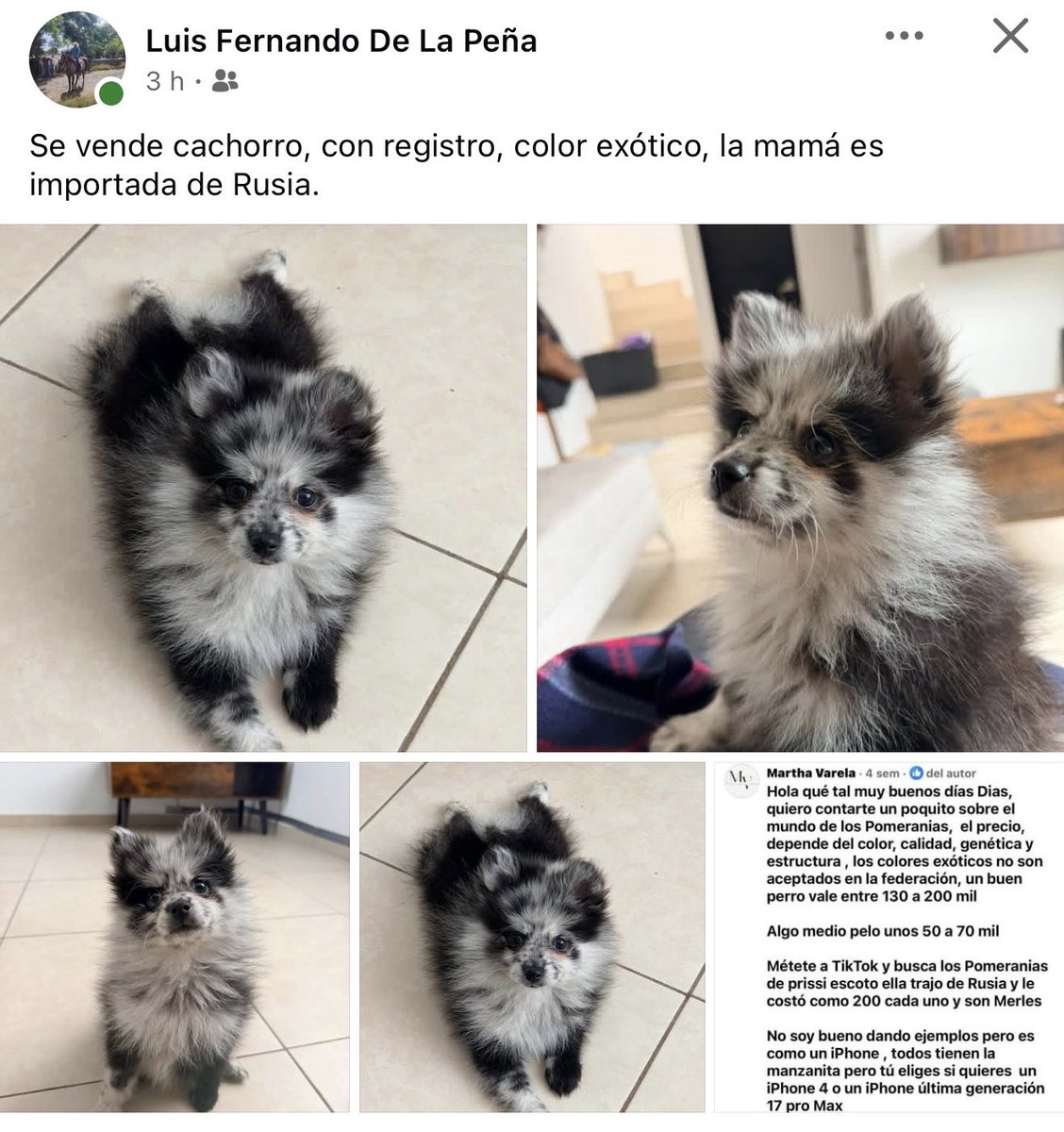 abrilcroc's tweet photo. Le quería pedir este pegüito a mi novio, pero después me arrepentí porque si es capaz de comprármelo y ahorita no tengo tiempo de cuidar pegüitos. https://t.co/zgY7OnCBHl