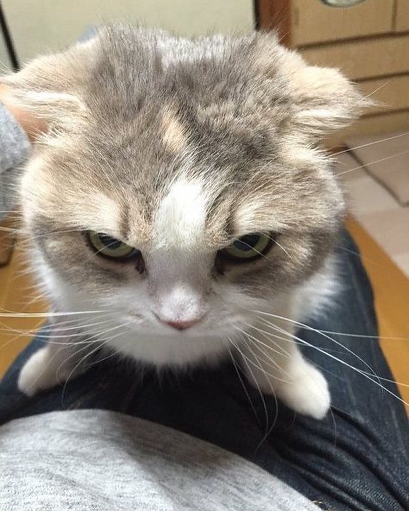 Punch Cat tweet media