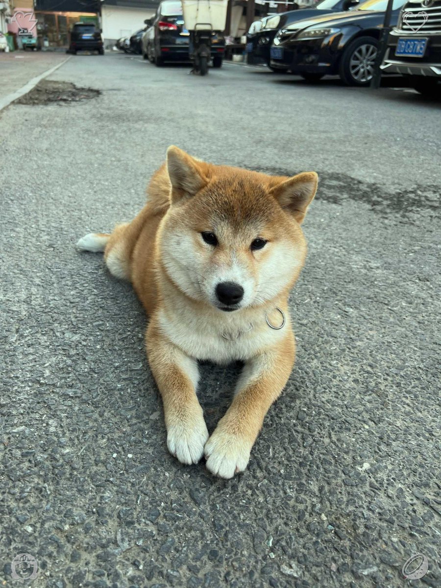 borgesluisito's tweet photo. He trots back to me with the stick and drops it at my feet, wagging his tail in anticipation of another throw. I pick it up and toss it, and he chases after it, his tail wagging continuously. https://t.co/Y6D8CYA8Ez