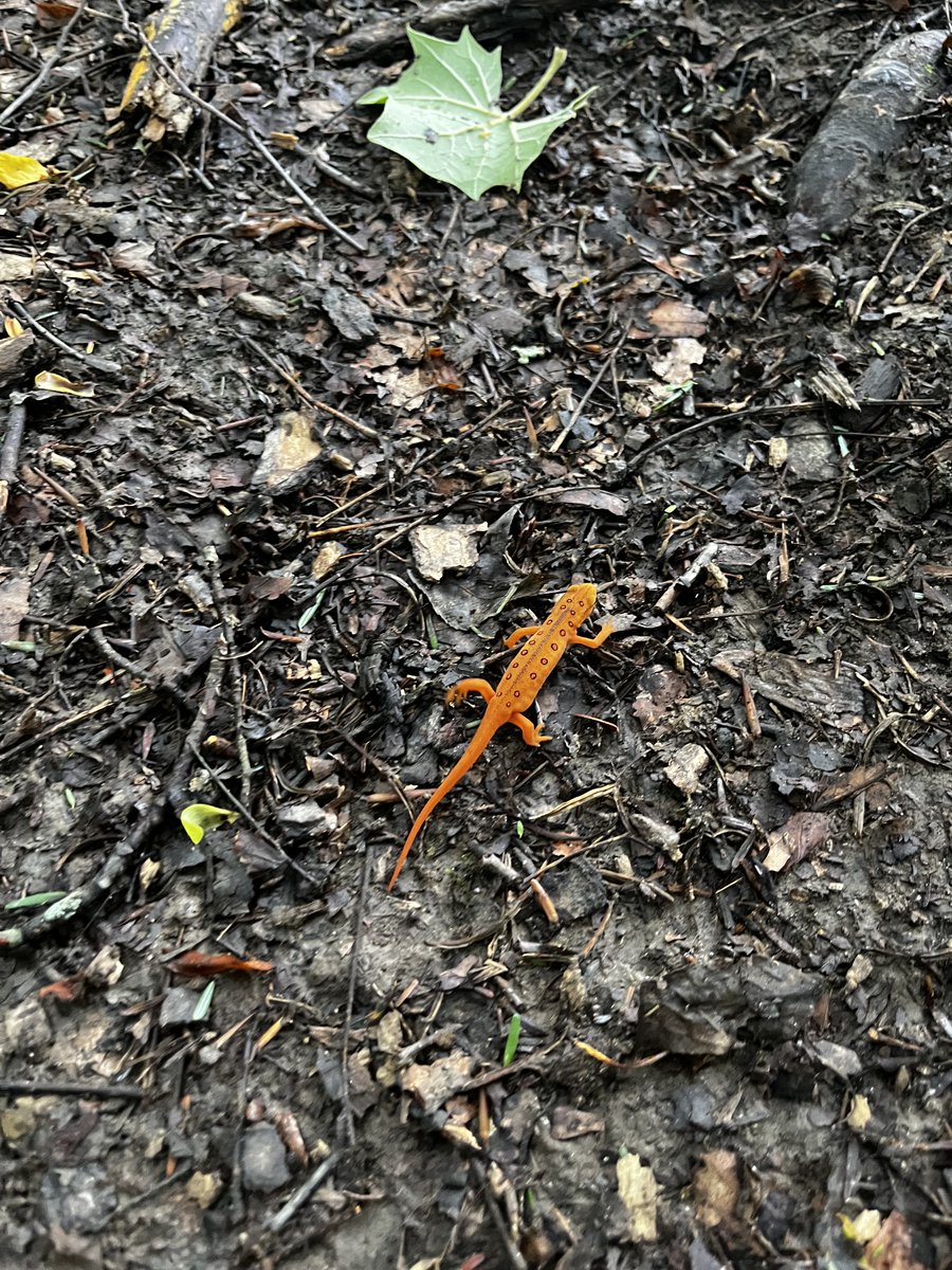 feralgingy's tweet photo. Cute little newt from my travels in the woods 
#newts #newtinthewoods #naturewalk #cutenewt https://t.co/CGoV3pUhOV