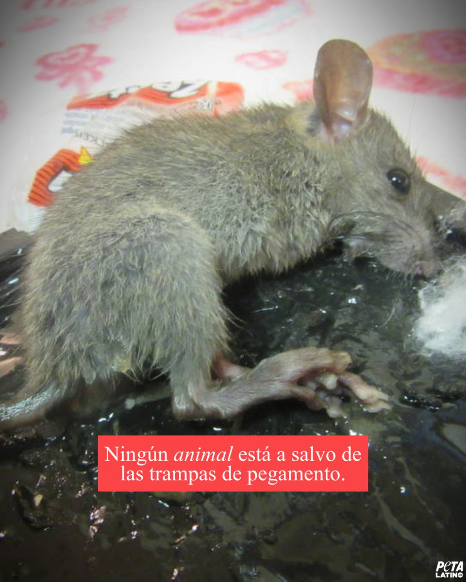 PETA Latino tweet media