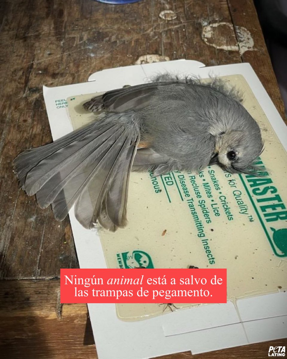 PETA Latino tweet media