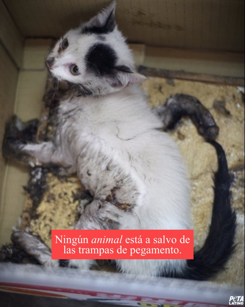 PETA Latino tweet media