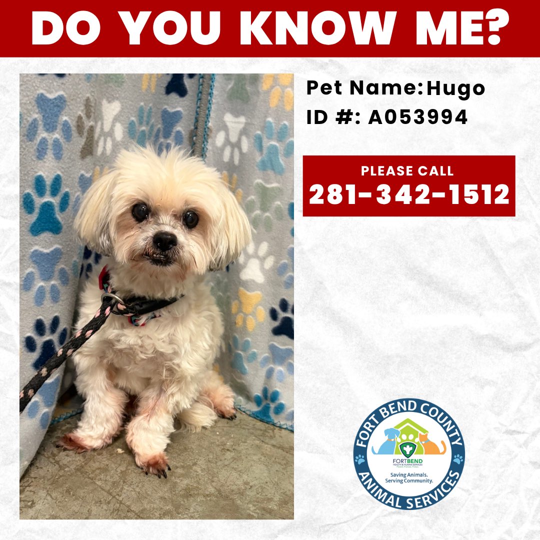 FBCASTX's tweet photo. Do you know me? This little cutie was found earlier today off of Old Colony Dr in Richmond. His name is Hugo and he is about 14 years old. Hugo has a microchip and we are already working towards getting in contact with his owners, but sometimes the power of social media works a https://t.co/ADxUhpsw6f